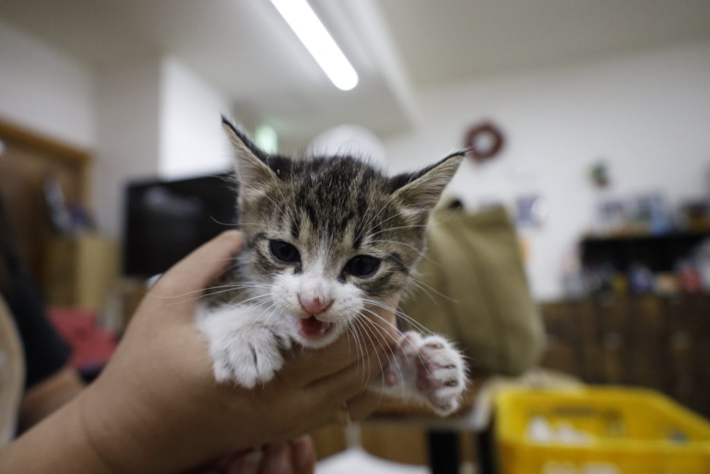 たけのこ」という名の猫 - 就労継続支援B型かぎしっぽ